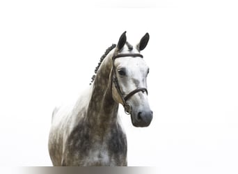 KWPN, Hongre, 5 Ans, 173 cm, Gris
