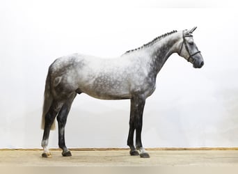 KWPN, Hongre, 5 Ans, 173 cm, Gris