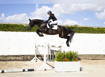 KWPN, Hongre, 5 Ans, 173 cm, Noir