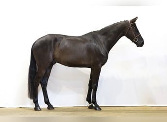 KWPN, Hongre, 5 Ans, 173 cm, Noir