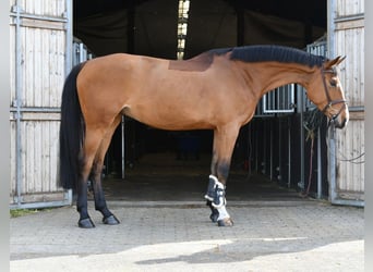 KWPN, Hongre, 5 Ans, 174 cm, Bai