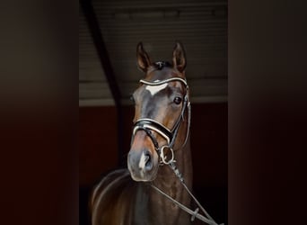 KWPN, Hongre, 5 Ans, 175 cm, Bai brun