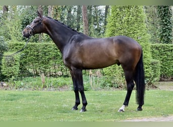 KWPN, Hongre, 5 Ans, 175 cm, Bai brun