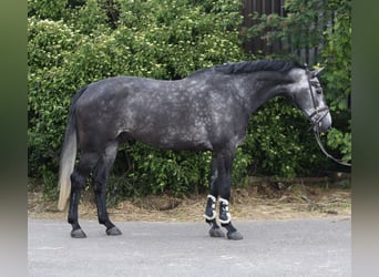 KWPN, Hongre, 5 Ans, 175 cm, Gris pommelé