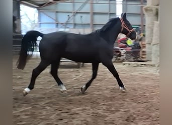 KWPN, Hongre, 5 Ans, 175 cm, Noir