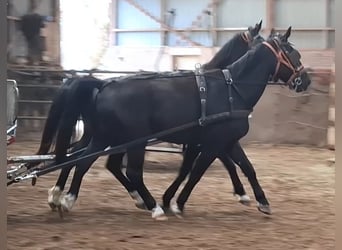 KWPN, Hongre, 5 Ans, 175 cm, Noir