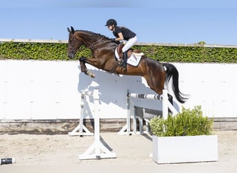 KWPN, Hongre, 5 Ans, 176 cm, Bai brun