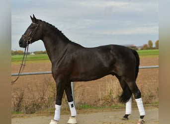 KWPN, Hongre, 5 Ans, 176 cm, Noir