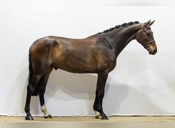 KWPN, Hongre, 5 Ans, 178 cm