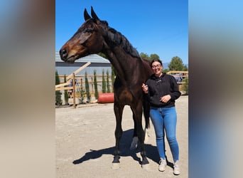 KWPN, Hongre, 5 Ans, 180 cm, Bai brun