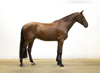 KWPN, Hongre, 5 Ans, 182 cm, Bai