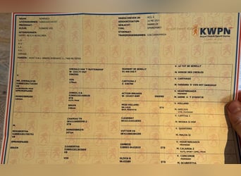 KWPN, Hongre, 5 Ans