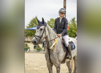 KWPN, Hongre, 5 Ans, Gris