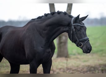 KWPN, Hongre, 5 Ans, Noir