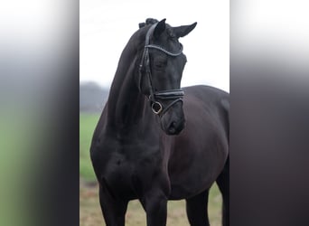 KWPN, Hongre, 5 Ans, Noir