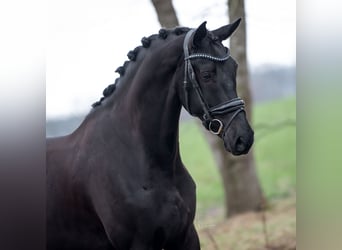 KWPN, Hongre, 5 Ans, Noir