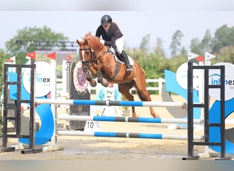 KWPN, Hongre, 6 Ans, 155 cm, Alezan