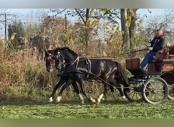 KWPN Croisé, Hongre, 6 Ans, 160 cm, Bai cerise