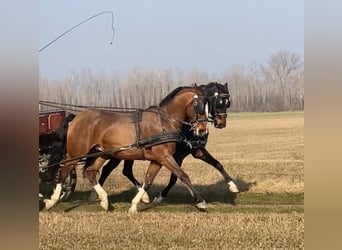 KWPN Croisé, Hongre, 6 Ans, 160 cm, Bai cerise