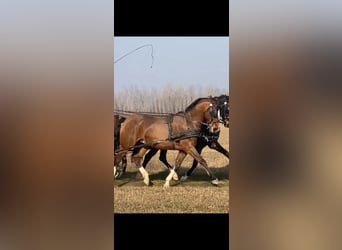 KWPN Croisé, Hongre, 6 Ans, 160 cm, Bai cerise