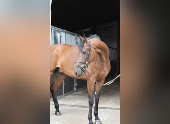 KWPN, Hongre, 6 Ans, 162 cm, Bai