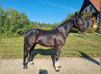 KWPN Croisé, Hongre, 6 Ans, 164 cm, Bai brun foncé