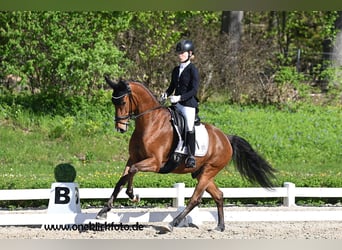 KWPN, Hongre, 6 Ans, 165 cm, Bai