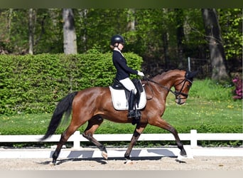 KWPN, Hongre, 6 Ans, 165 cm, Bai