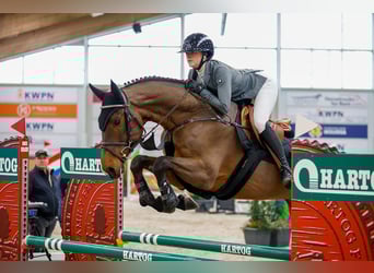 KWPN, Hongre, 6 Ans, 165 cm