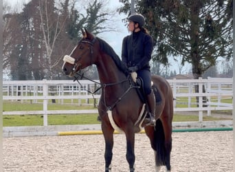 KWPN, Hongre, 6 Ans, 168 cm, Bai