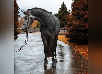 KWPN, Hongre, 6 Ans, 168 cm, Gris