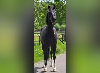 KWPN, Hongre, 6 Ans, 168 cm, Noir