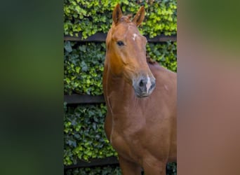 KWPN, Hongre, 6 Ans, 170 cm, Alezan brûlé