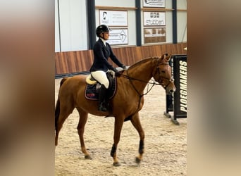 KWPN, Hongre, 6 Ans, 170 cm, Alezan brûlé