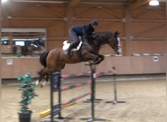 KWPN, Hongre, 6 Ans, 170 cm, Bai brun