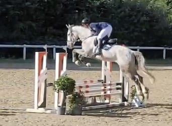 KWPN, Hongre, 6 Ans, 170 cm, Gris moucheté