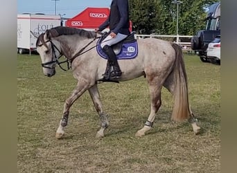 KWPN, Hongre, 6 Ans, 170 cm, Gris moucheté