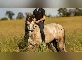 KWPN, Hongre, 6 Ans, 170 cm, Gris moucheté
