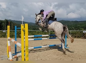 KWPN, Hongre, 6 Ans, 170 cm, Gris moucheté