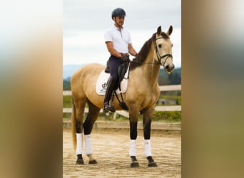 KWPN, Hongre, 6 Ans, 170 cm, Isabelle