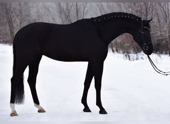 KWPN, Hongre, 6 Ans, 170 cm, Noir