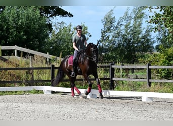 KWPN, Hongre, 6 Ans, 170 cm, Noir