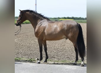 KWPN, Hongre, 6 Ans, 171 cm, Bai brun