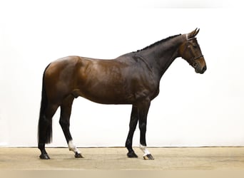 KWPN, Hongre, 6 Ans, 171 cm, Bai