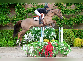 KWPN, Hongre, 6 Ans, 172 cm, Alezan brûlé