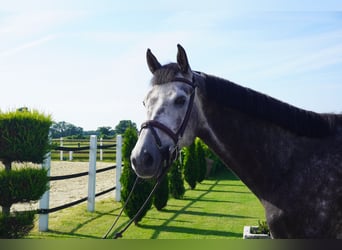 KWPN, Hongre, 6 Ans, 172 cm, Gris pommelé