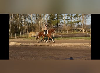 KWPN, Hongre, 6 Ans, 173 cm, Alezan