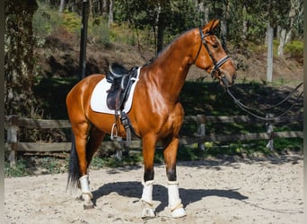 KWPN, Hongre, 6 Ans, 173 cm, Bai brun