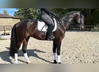 KWPN, Hongre, 6 Ans, 174 cm, Bai brun foncé