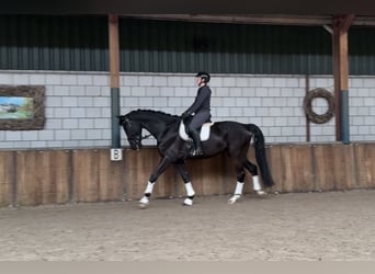 KWPN, Hongre, 6 Ans, 177 cm, Noir